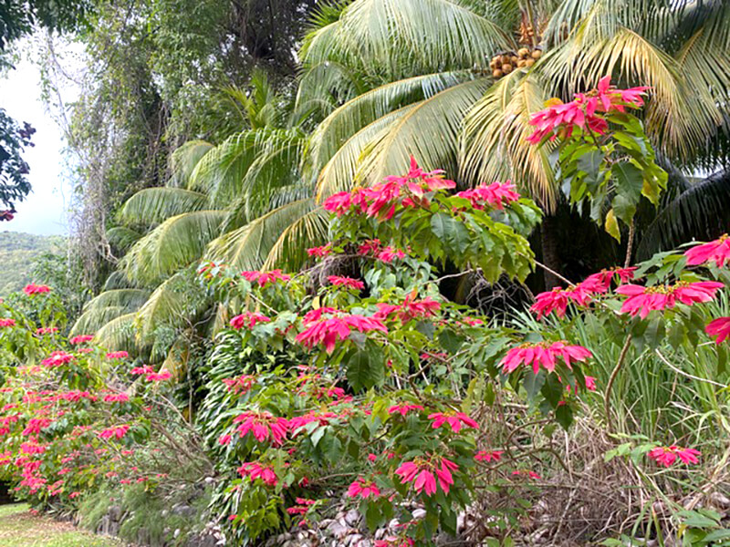 2026-voyage-guadeloupe-08